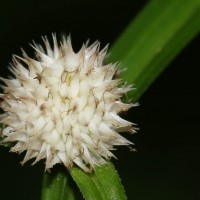 Cyperus mindorensis (Steud.) Huygh